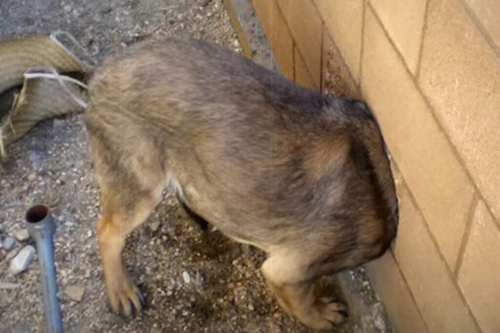 cane chiede aiuto, era rimasto incastrato