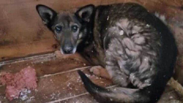 cane ritrovato in un rifugio a Mosca
