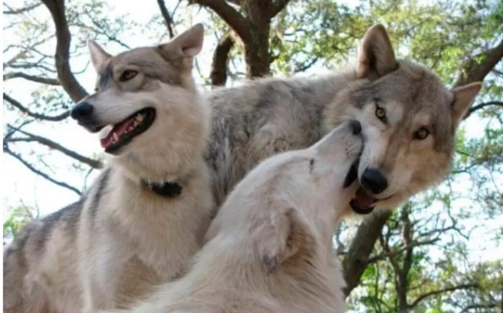 Il cane e la sua domesticazione