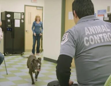 il cane rincontra il detenuto che gli ha salvato la vita