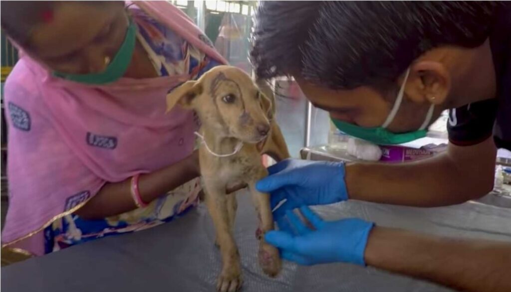 Cane rimane immobile per una ferita alla zampa