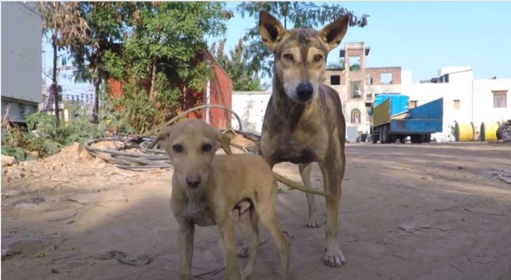 Cane rimane immobile per una ferita alla zampa