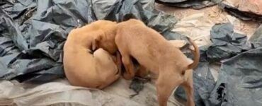 Cane rimane immobile per una ferita alla zampa