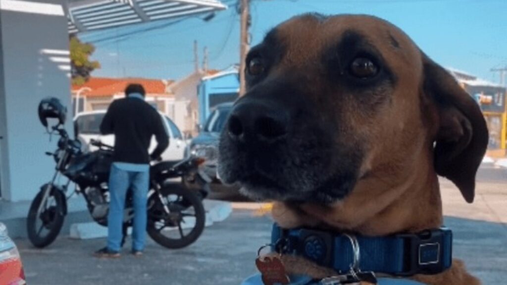 Cane impiegato in una stazione di servizio