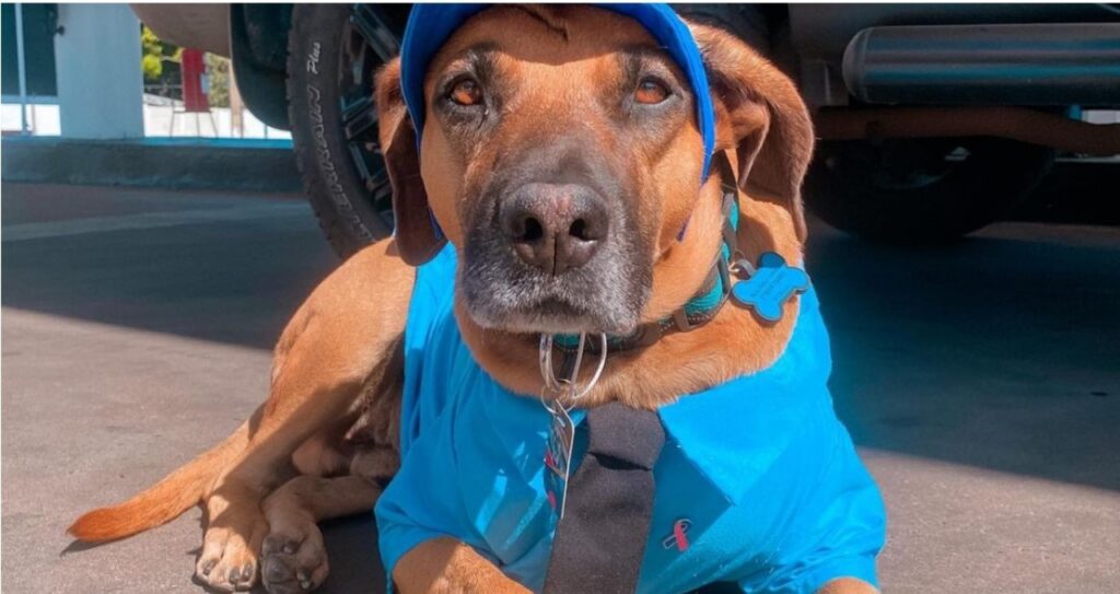 Cane impiegato in una stazione di servizio