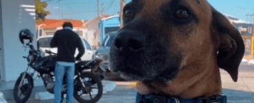 Cane impiegato in una stazione di servizio