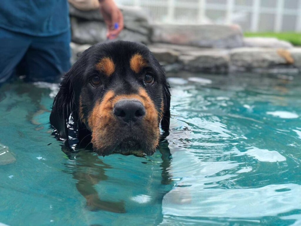 cane in piscina