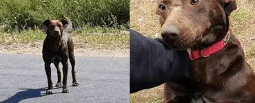 cane randagio aspetta