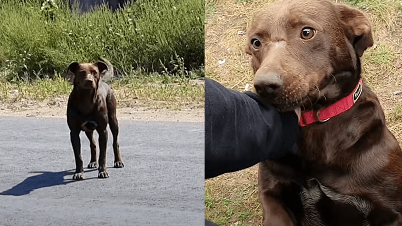 cane randagio aspetta