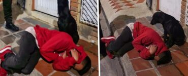 cane responsabile aspetta padrone