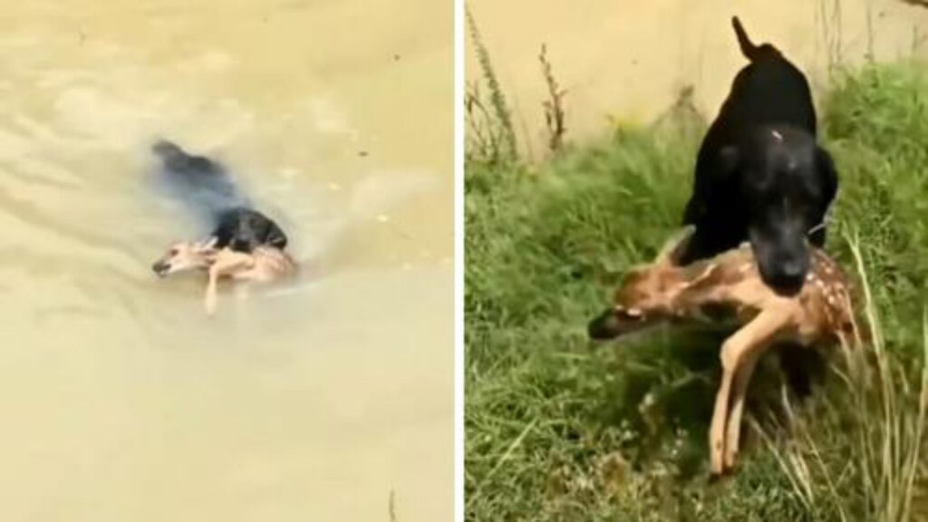 coraggioso cane salva un cerbiatto