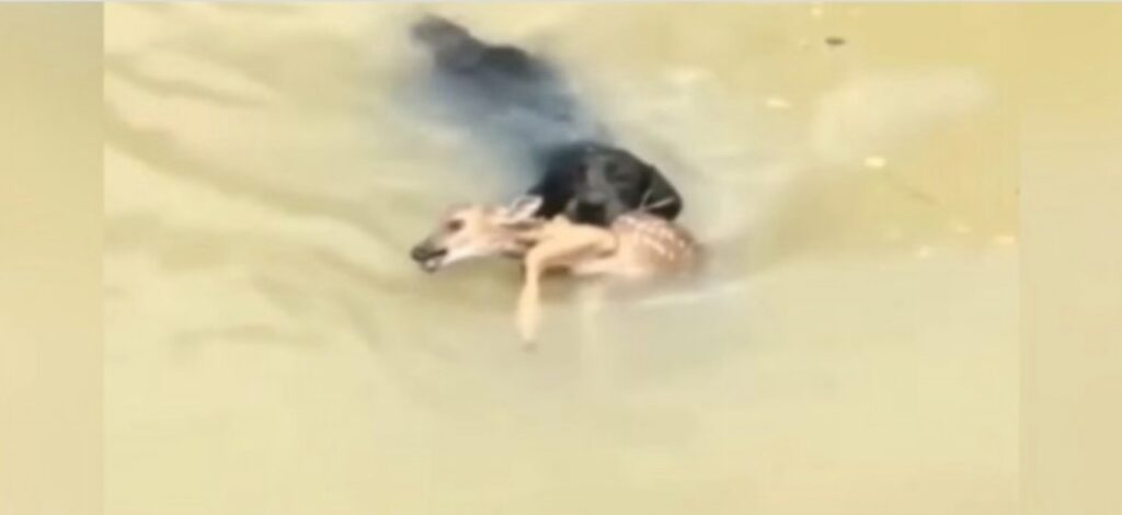 cane di lawson che nuota