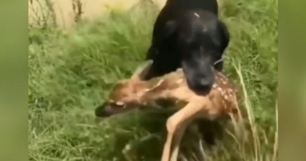 labrador felice del salvataggio