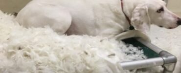 cane scappa canile