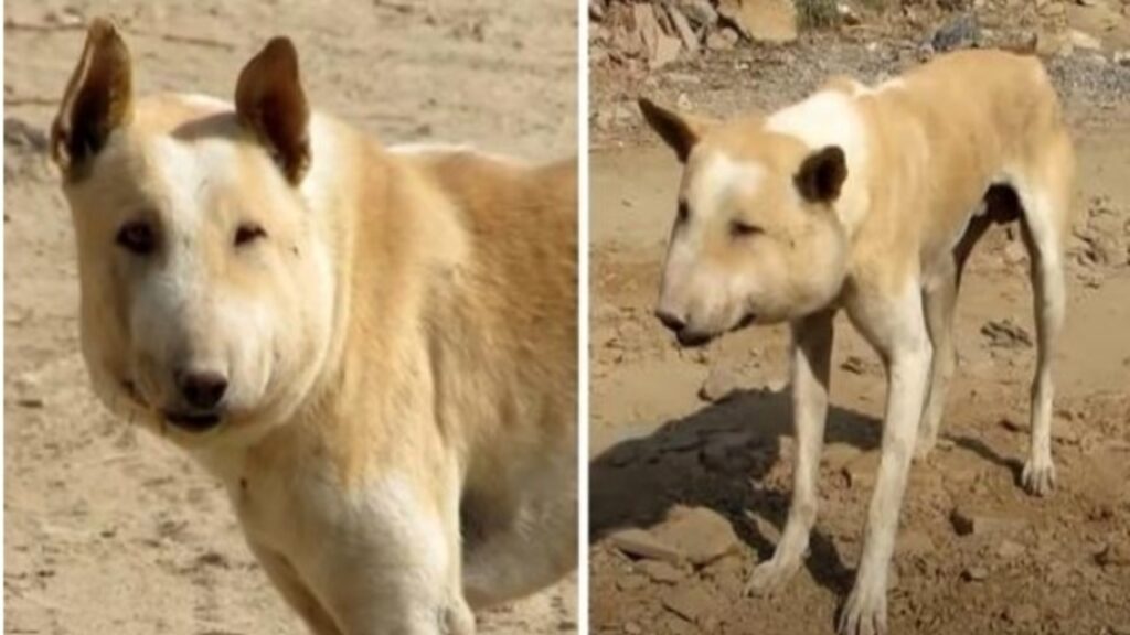 cane deriso da tutti con ascesso