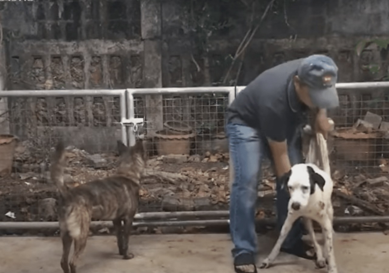 cane sorride nuova famiglia