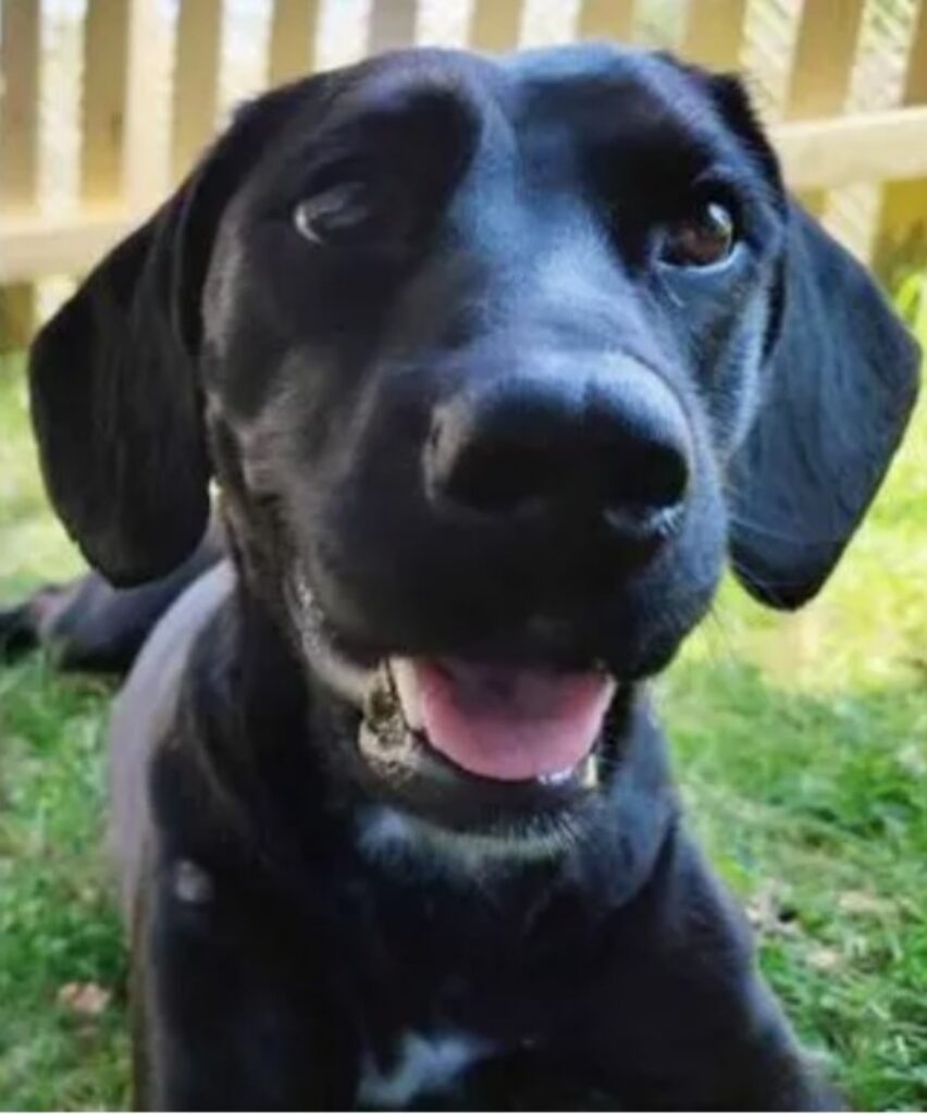 Cane viene spedito nel posto sbagliato