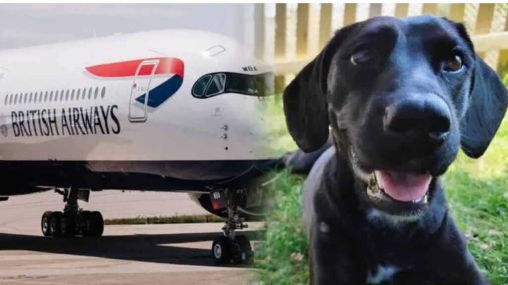 Cane viene spedito nel posto sbagliato