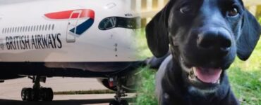 Cane viene spedito nel posto sbagliato