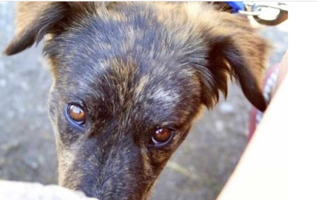 Cane salvato in una stazione di servizio