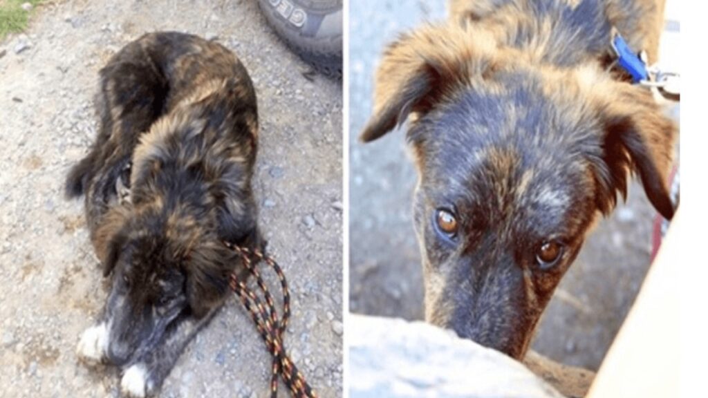 Cane salvato in una stazione di servizio