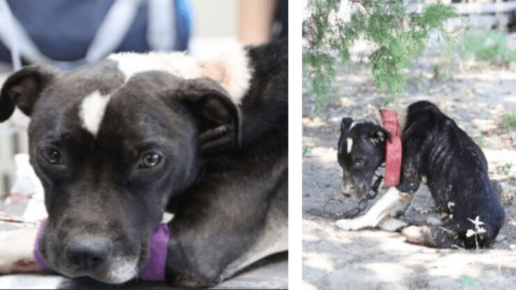 cane triste abbandonato in catene