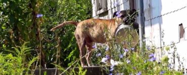 Cane abbandonato porta con sé una ciotola vuota.