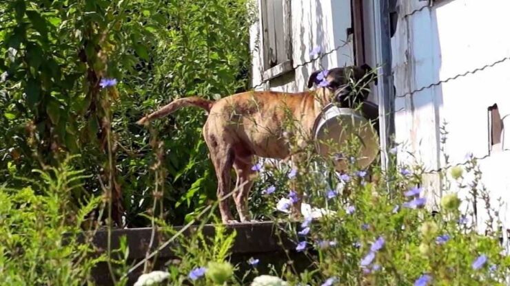 Cane abbandonato porta con sé una ciotola vuota.