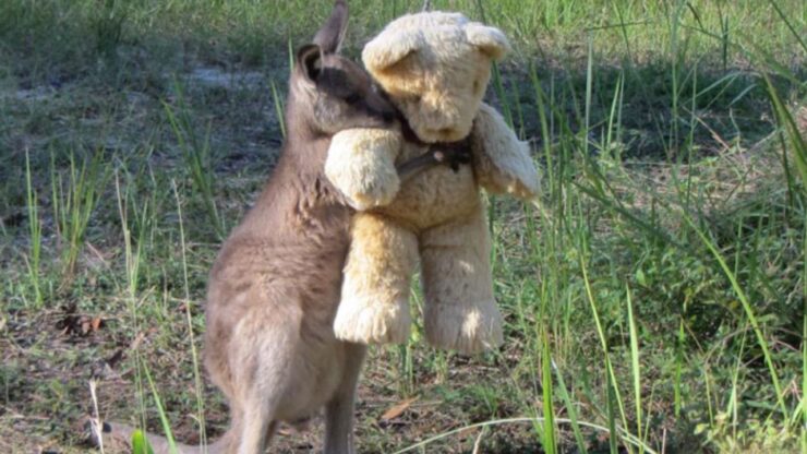 canguro e peluche