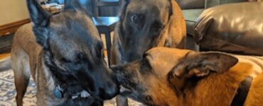 cani fratelli baciano