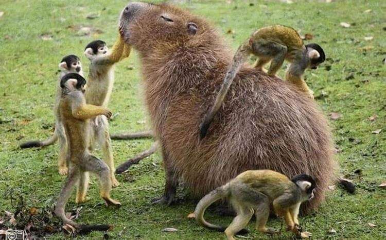 Scimmie capibara