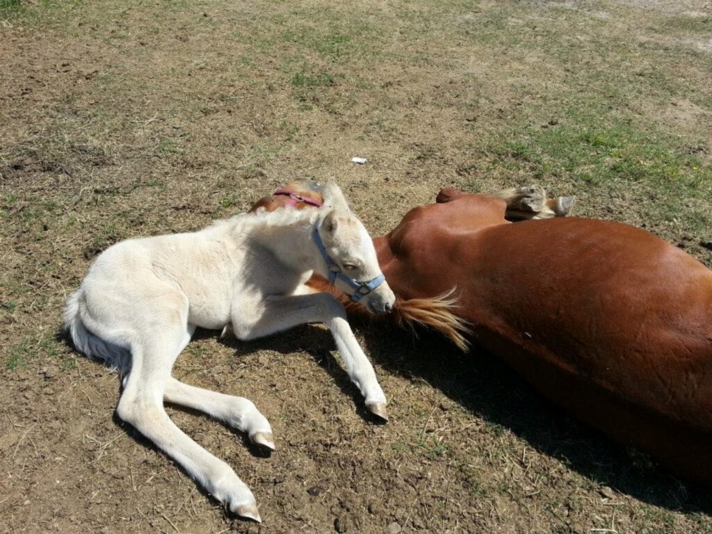 cavalla e puledra