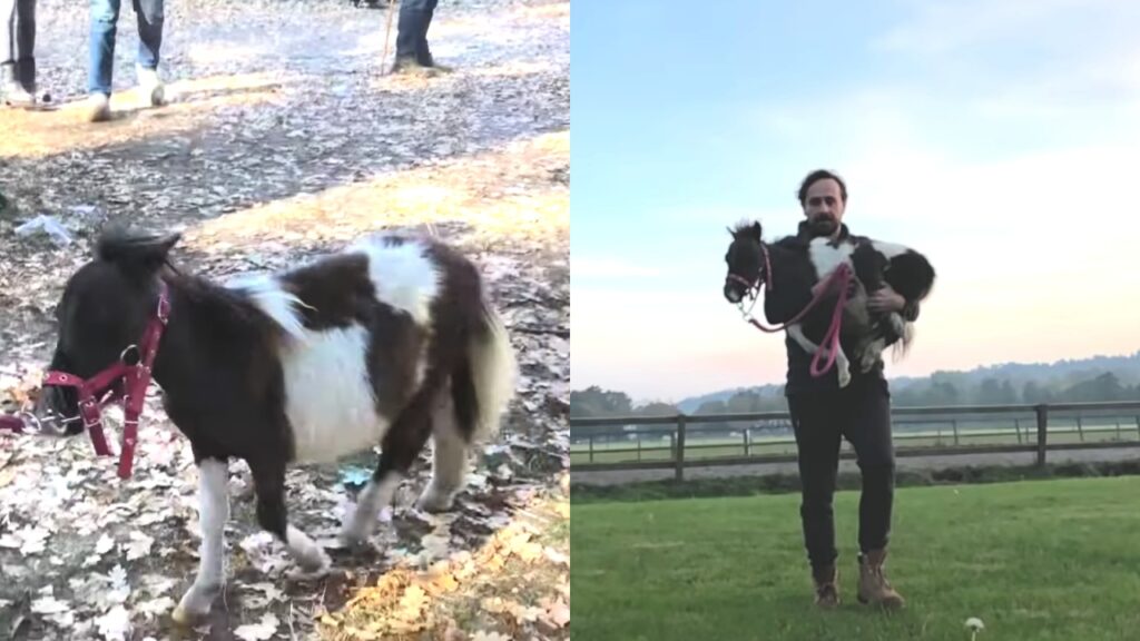 cavallo nano con padrone