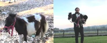 cavallo nano con padrone