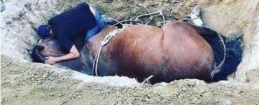 Uomo piange la morte del proprio cavallo