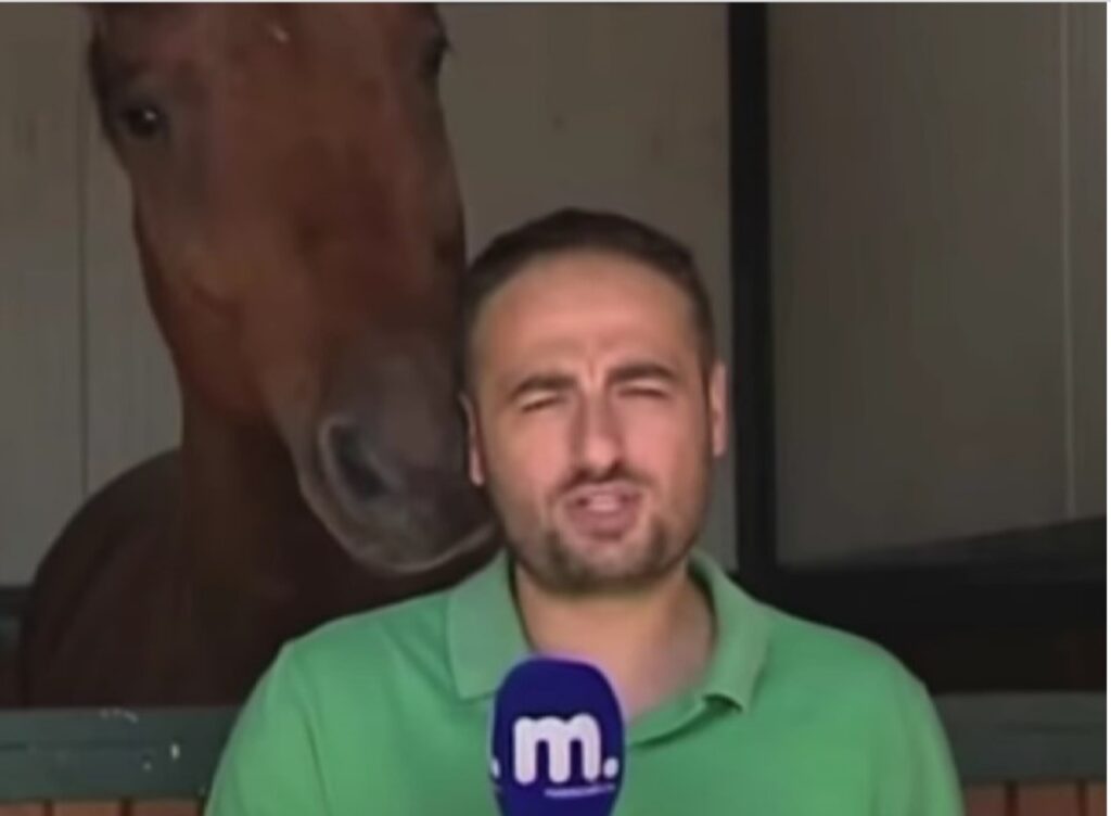 Cavallo ruba la scena ad un reporter