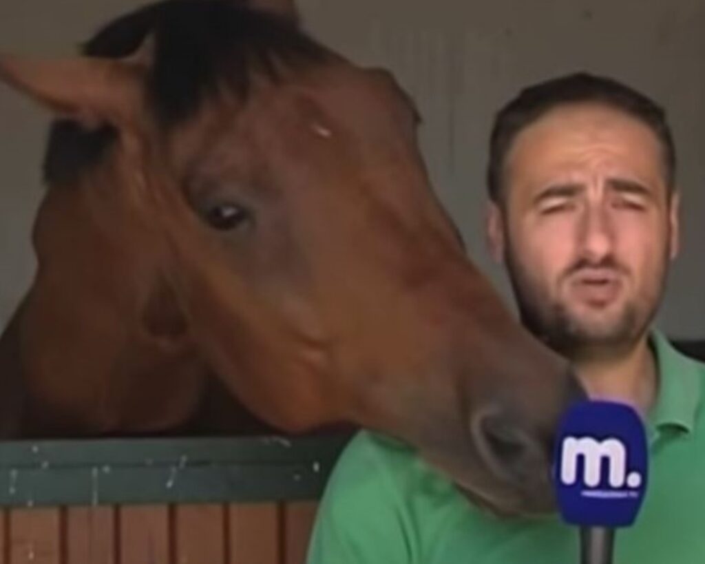 Cavallo ruba la scena ad un reporter