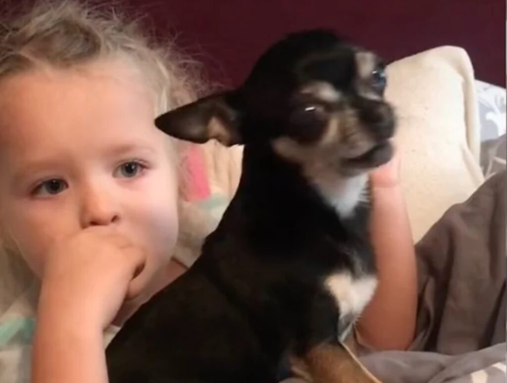 Chihuahua adottato da una donna