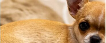 Chihuahua adottato da una donna