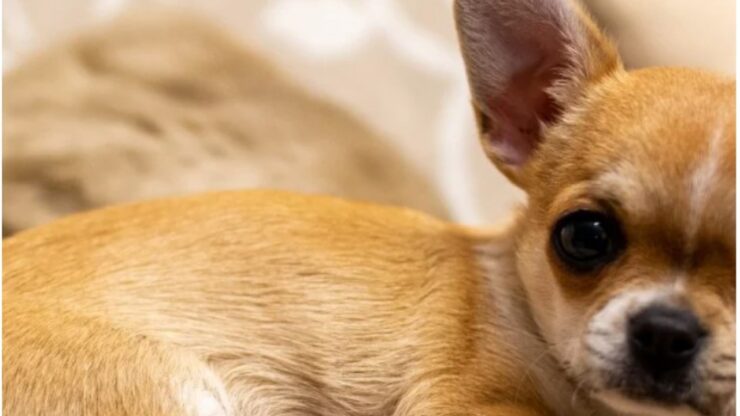 Chihuahua adottato da una donna