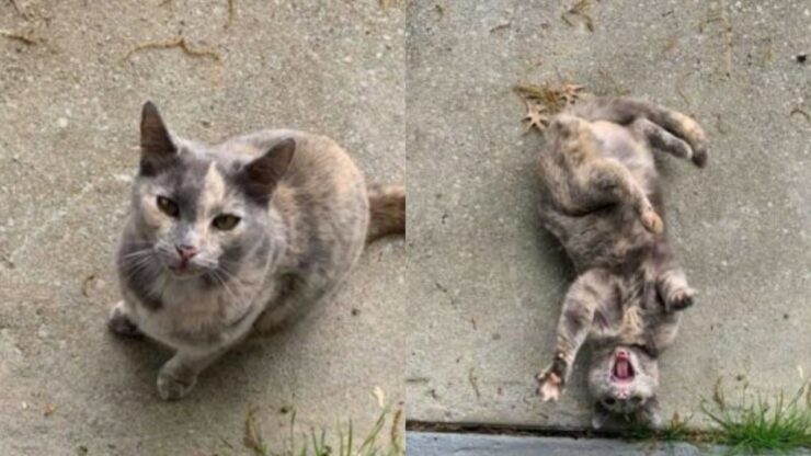 gatto sulla strada