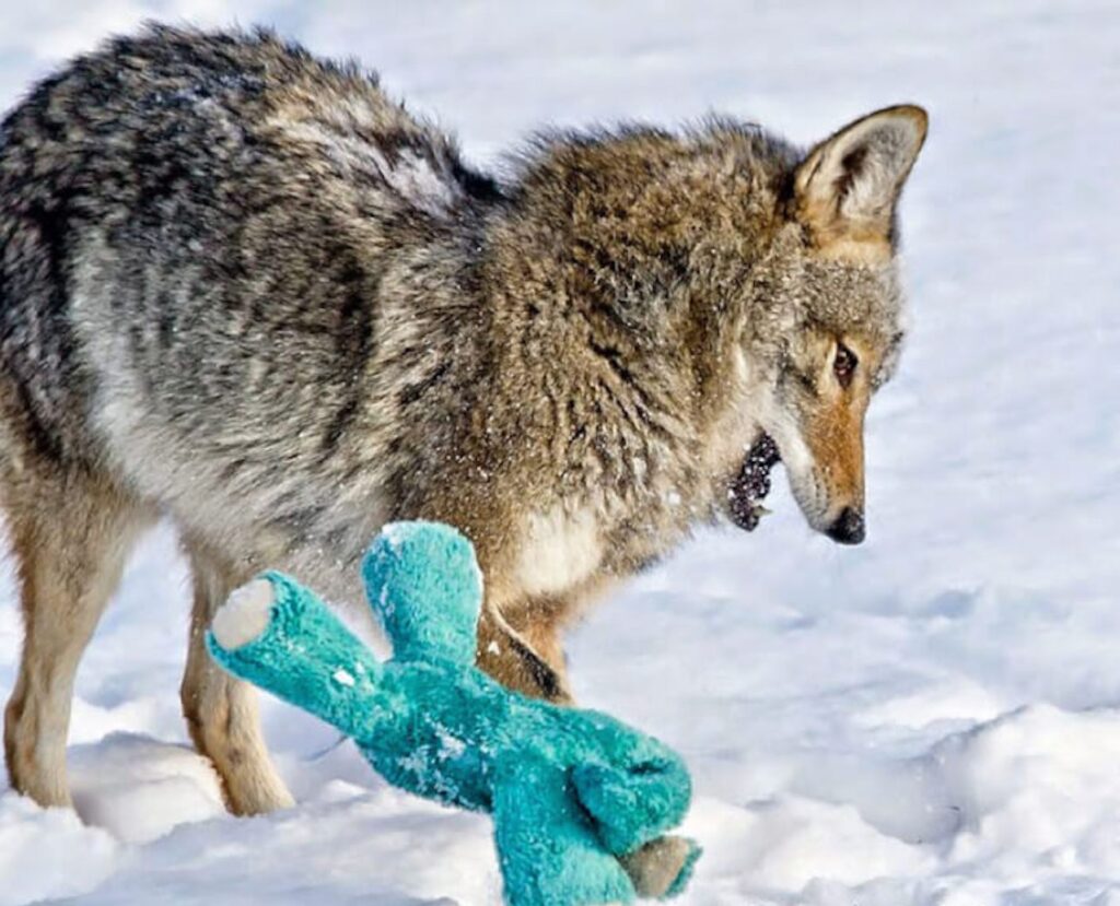 Coyote selvatico con il suo peluche