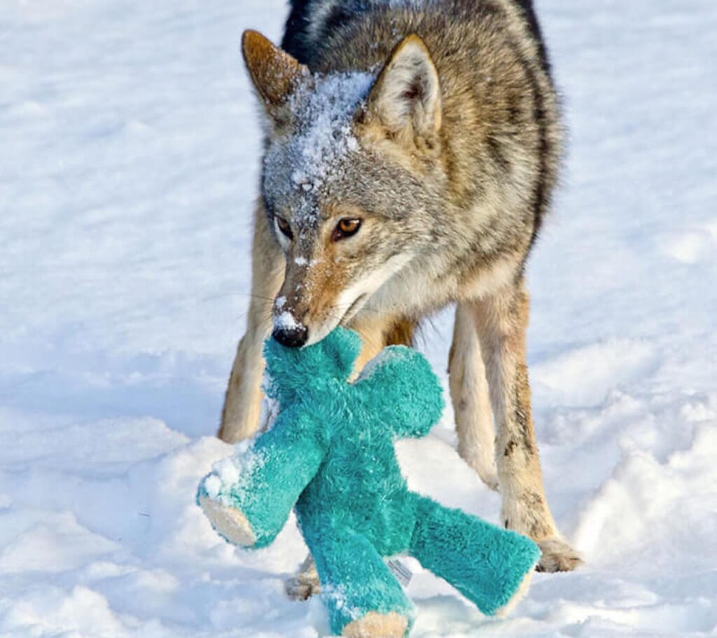 Coyote selvatico con il suo peluche