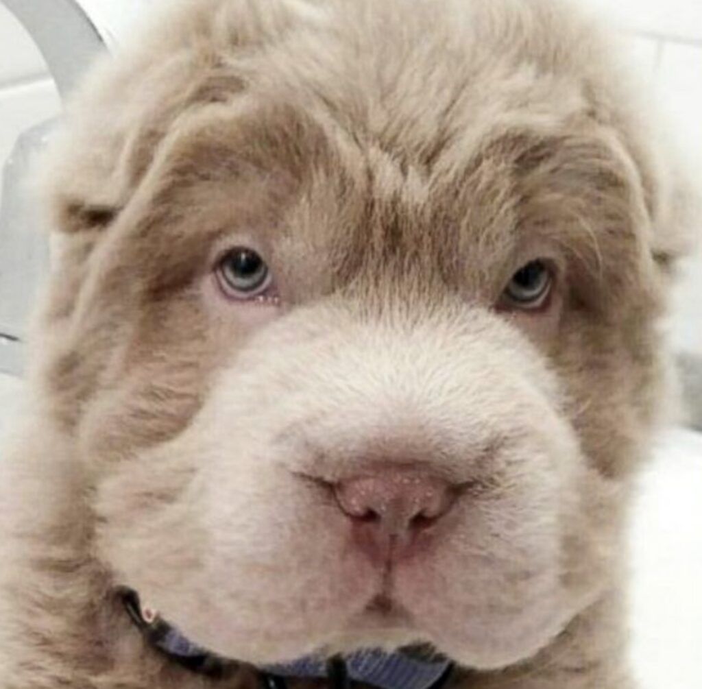 cucciolo di sharpei diventa virale