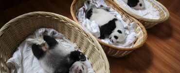 cuccioli di panda appena nati