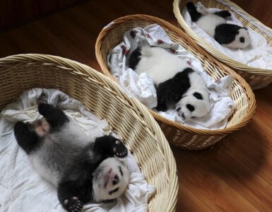 cuccioli di panda appena nati