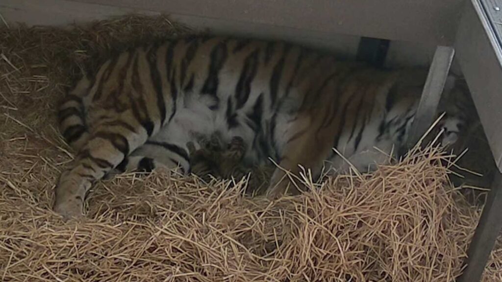 cuccioli di tigre appena nati