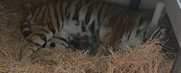 cuccioli di tigre appena nati