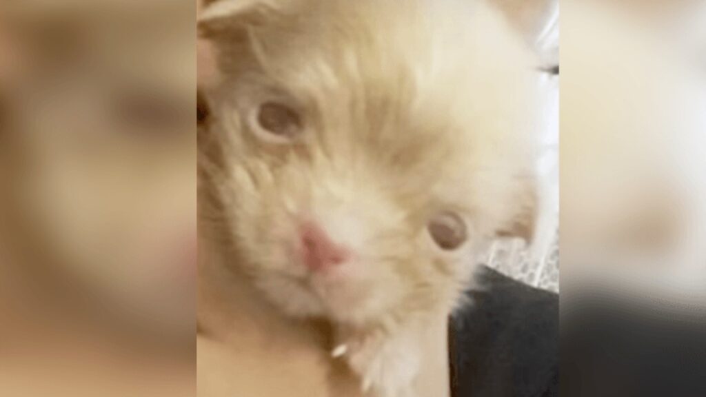 cucciolo albino abbandonato viene salvato