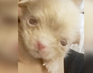 cucciolo albino abbandonato viene salvato